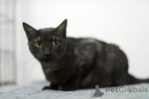 Фото №2 к объявлению №159232 о продаже  - купить в России частное объявление