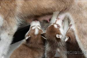 Фото №4. Продажа беспородную в Glasgow заводчик - цена 78852₽