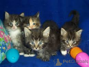 Фото №1. норвежская лесная - купить в Вспоминание за 53805₽. Объявление №164326