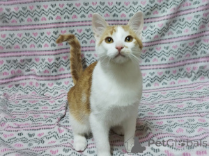 Фото №1.  - купить в Минске за Бесплатно. Объявление №157454