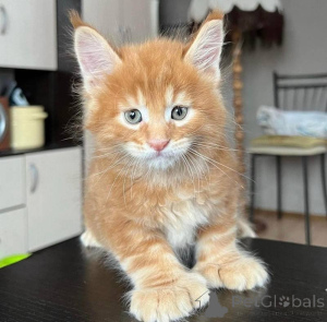 Фото №1. мейн-кун - купить в Париже за 32468₽. Объявление №160568