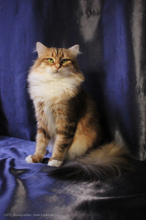 Дополнительные фото: Сибирский золотой кот