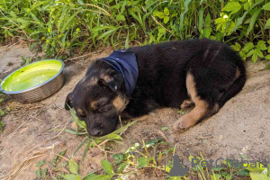 Дополнительные фото: Умный, внимательный и ласковый щенок Тесса ищет дом.