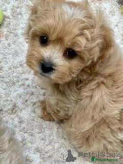 Фото №2 к объявлению №157249 о продаже мальтипу - купить в Германии частное объявление, заводчик