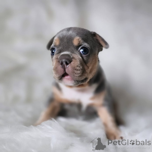 Фото №3. Буледог французский уникальный 2500.  Франция