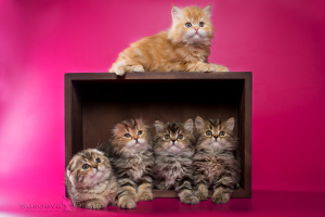 Дополнительные фото: Шотландские котята мраморных окрасов