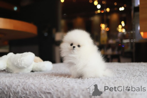 Фото №3. Дом декана Джанет Кей.  США