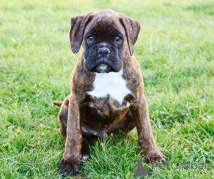 Фото №3. Купите Boxerpuppy.  Нидерланды