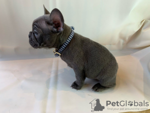 Фото №3. Adorable French bulldog Puppies for free adoption.  Германия