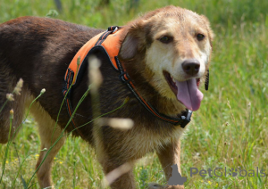 Фото №3. Собаки в дар!.  Беларусь