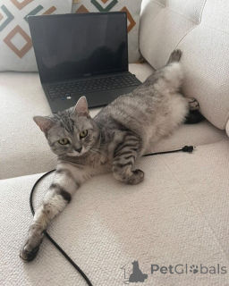 Фото №2 к объявлению №157769 о продаже британская короткошёрстная - купить в Италии частное объявление