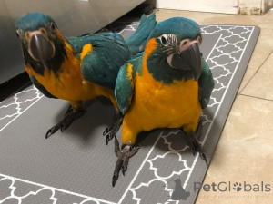 Фото №2 к объявлению №162982 о продаже  - купить в Чехии 