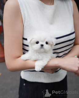 Фото №3. Наши прекрасные щенки мальтийской болонки.  Германия