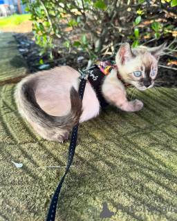 Фото №4. Продам бенгальскую в Колоне частное объявление - цена 69575₽