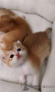 Фото №3. Британские золотые шиншиллы бронирование котят из питомника WCF, родившихся. Чехия