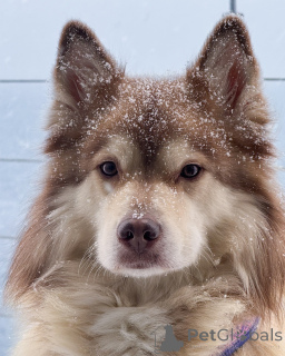 Фото №1. финский лаппхунд - купить в Ниже за 58414₽. Объявление №164331