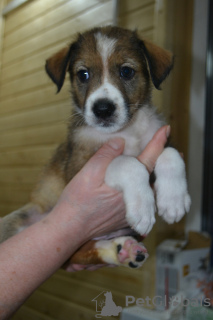 Фото №3. Милые щенки в добрые руки.  Россия