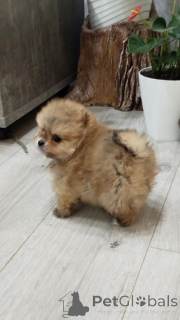 Фото №3. Красивые щенки Pomeranian Spitz.  Сербия
