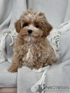 Фото №2 к объявлению №133586 о продаже  - купить в США частное объявление