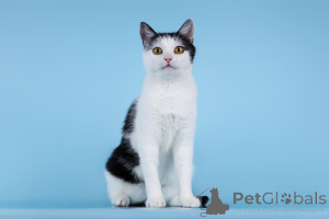 Фото №2 к объявлению №166072 о продаже  - купить в России из приюта