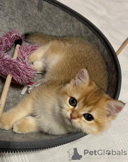 Фото №2 к объявлению №143571 о продаже британская короткошёрстная - купить в Германии заводчик