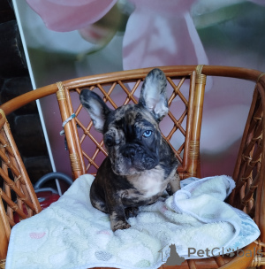 Фото №4. Продажа французского бульдога в Минске частное объявление - цена 46384₽