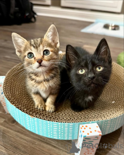 Фото №2 к объявлению №150622 о продаже беспородная - купить в Германии из приюта, заводчик