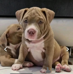 Фото №2 к объявлению №160021 о продаже ландсира - купить в Латвии частное объявление