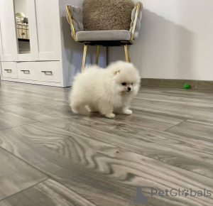 Фото №4. Продажа померанского шпица в Берлине частное объявление - цена 51022₽