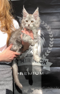 Фото №3. Alfred. США