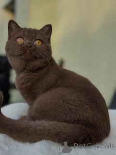 Фото №1. британская короткошёрстная - купить в Базель за договорная. Объявление №153740