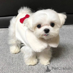 Фото №1. мальтийская болонка - купить в Хельсинки за 51022₽. Объявление №167175