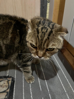 Фото №4. Продам шотландскую вислоухую (скоттиш фолд) в Москва  - цена Бесплатно