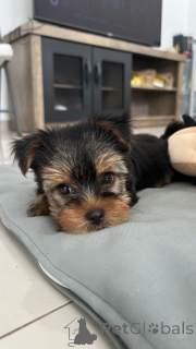 Фото №3. Очаровательный щенок для усыновления и повторного дома.  США