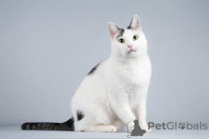 Фото №3. Котейка Андрейка ищет доброе сердце.. Россия