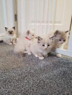 Фото №2 к объявлению №163704 о продаже рэгдолл - купить в Германии 