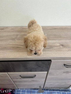 Фото №2 к объявлению №166826 о продаже беспородную - купить в Беларуси заводчик