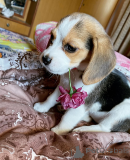 Фото №1.  - купить в Торонто за 53921₽. Объявление №164608