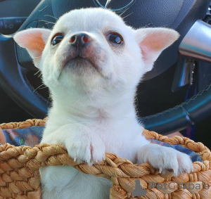 Фото №3. Adorable Chihuahua Puppies for free adoption.  Германия