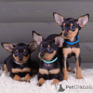 Фото №1. пражский крысарик - купить в Bad Münstereifel за договорная. Объявление №154708