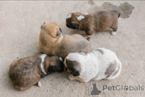 Фото №4. Продажа  в Glasgow заводчик - цена 60299₽