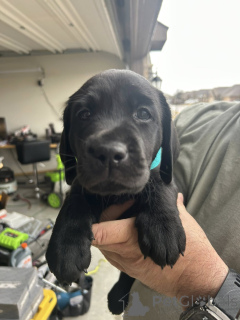 Фото №1. лабрадор-ретривер - купить в ДРУГОЙ за договорная. Объявление №165850