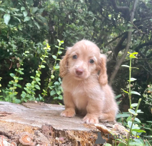 Фото №3. Dackelwelpen Zur Усыновление Verfügbar.  Германия
