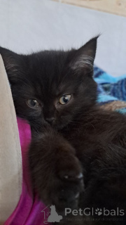 Фото №2 к объявлению №146042 о продаже шотландская (скоттиш страйт) - купить в Латвии частное объявление