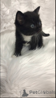 Фото №4. Продам шотландскую (скоттиш страйт) в Филадельфия частное объявление - цена договорная