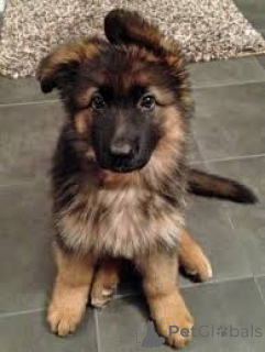 Фото №3. Chiots Berger Allemand в продаже.  Люксембург