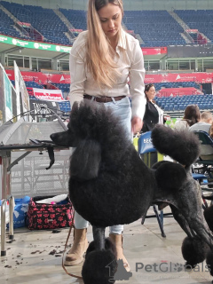 Фото №1. пудель (королевский) - купить в Валево за договорная. Объявление №166125