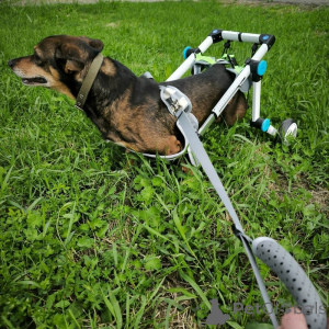 Фото №2 к объявлению №139947 о продаже беспородную - купить в России 