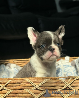 Фото №2 к объявлению №150644 о продаже  - купить в Германии из приюта, заводчик