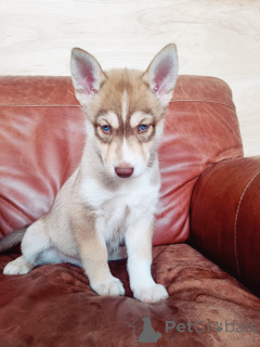 Фото №1.  - купить в Плохой Кройзнек за договорная. Объявление №167070